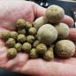 Preview: Dogboilies Pferd hand 10+20mm